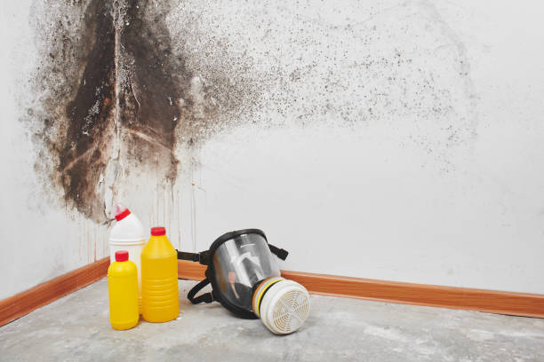 Best Mold Removal and Inspection  in Snyder, TX