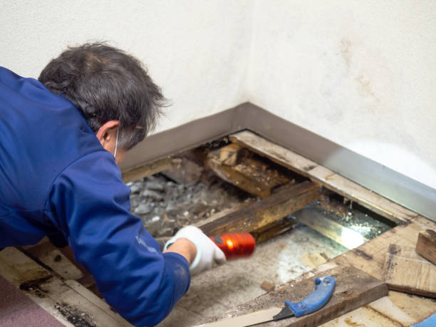 Best Same-Day Mold Removal  in Snyder, TX