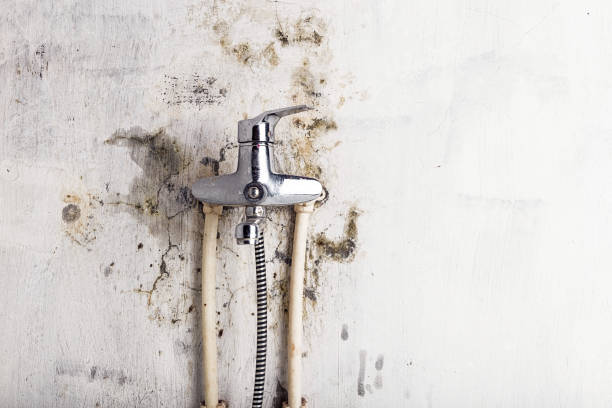 Best Professional Mold Removal  in Snyder, TX