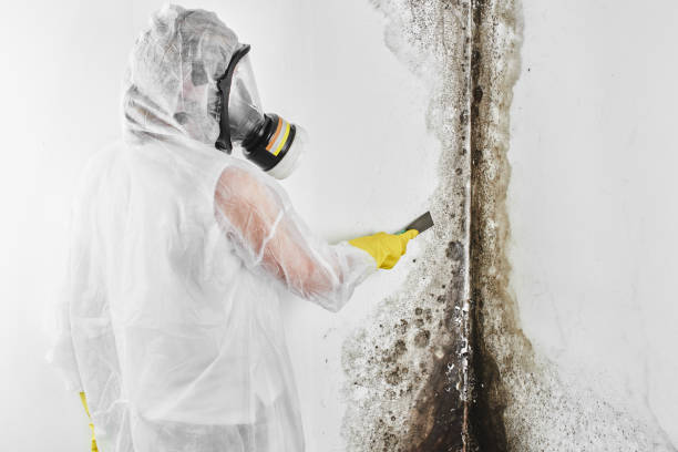 Best Mold Removal Near Me  in Snyder, TX