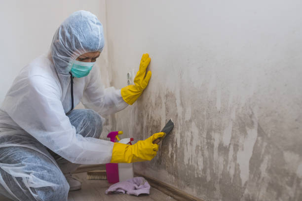 Professional Mold Removal in Snyder, TX