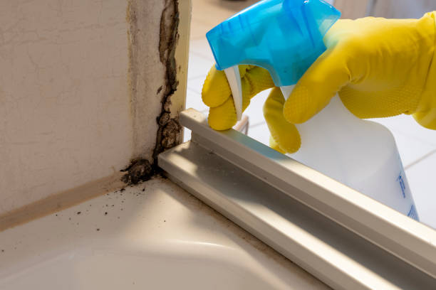 Best Office Mold Removal Services  in Snyder, TX