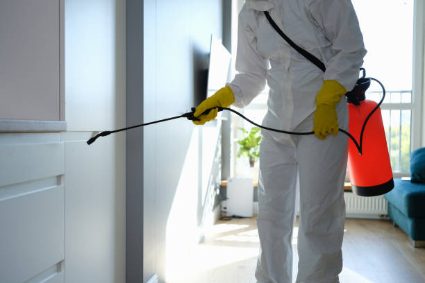 Best Best Mold Removal Companies  in Snyder, TX