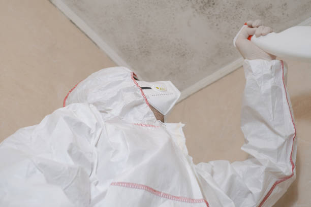 Best Affordable Mold Removal  in Snyder, TX