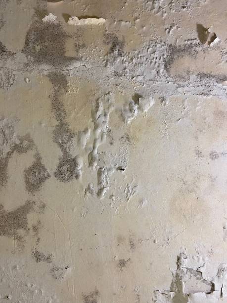 Best Water Damage Restoration  in Snyder, TX