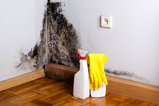 Best Mold Damage Repair  in Snyder, TX