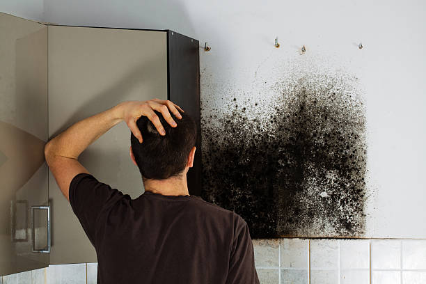 Best Commercial Mold Removal  in Snyder, TX