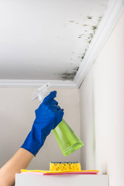 Best Office Mold Removal Services  in Snyder, TX